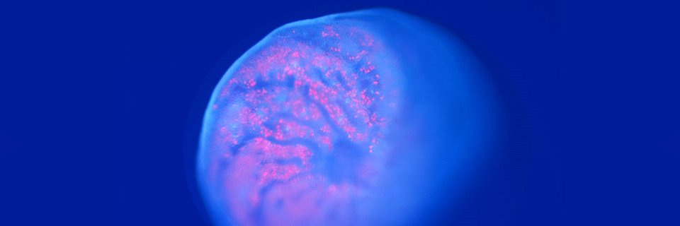 Christiane Schmidt banner