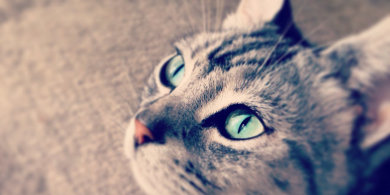 kensuke ushio banner