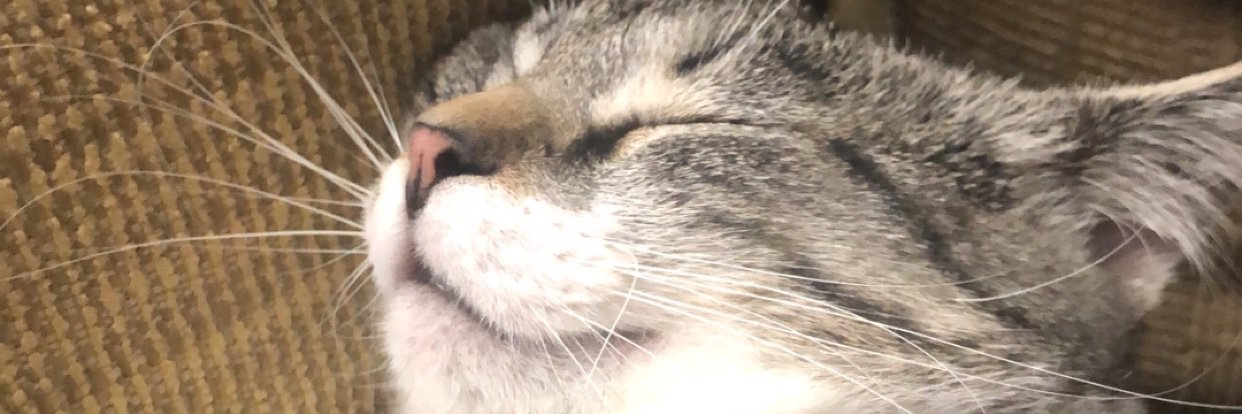 emmajhutton's profile banner image