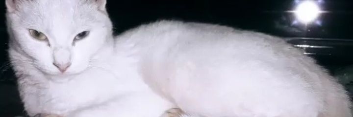 FlorCayla7's profile banner image