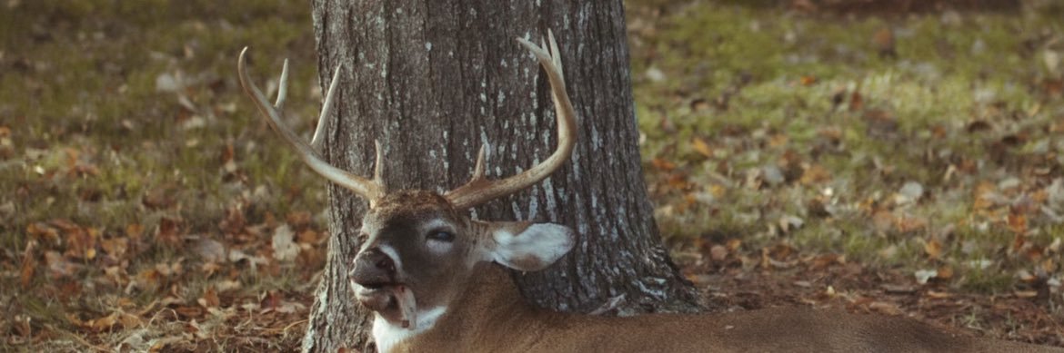 Archie-Cal™️ banner