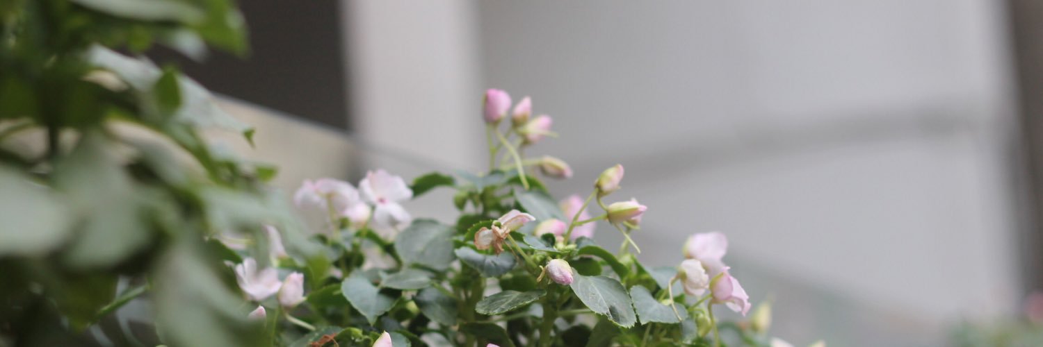 بَشاير ♥ banner