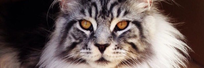 Shoooeeeyyy's profile banner image
