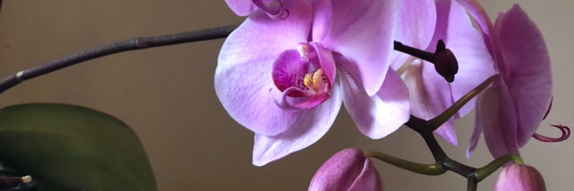 scatana's profile banner image