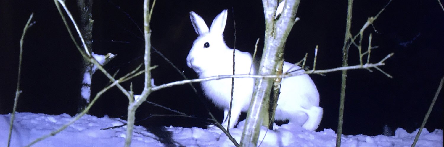 hyperrrrrrabbit's profile banner image