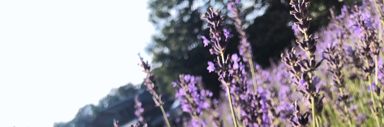 Maschera_falsa's profile banner image