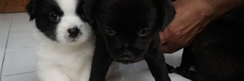 dex_anie's profile banner image