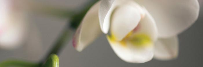 Sharon Maeda banner