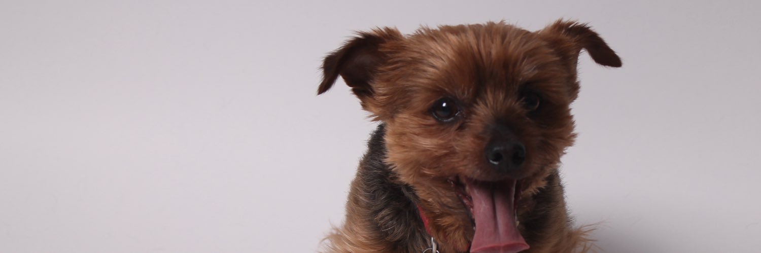 maddiesimerly's profile banner image
