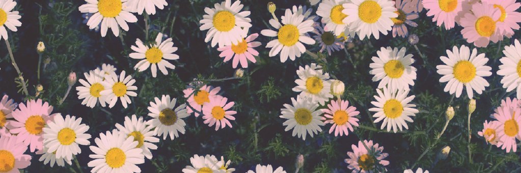 msoggchs's profile banner image