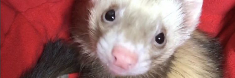 key_ferret's profile banner image