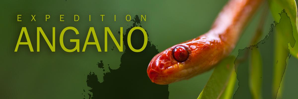 expedangano's profile banner image