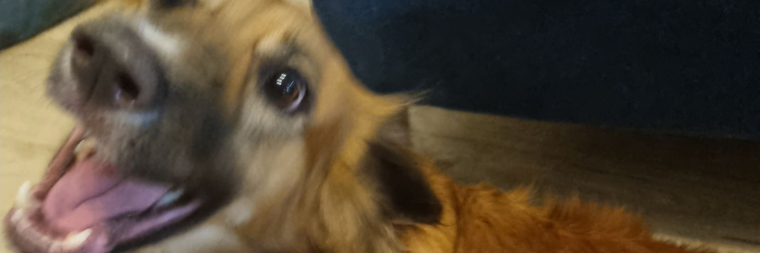 yardensegall's profile banner image