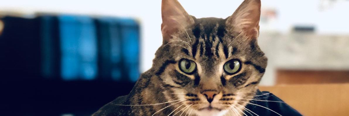 Sam_CY_'s profile banner image