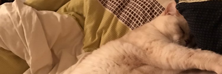 RingOlli's profile banner image
