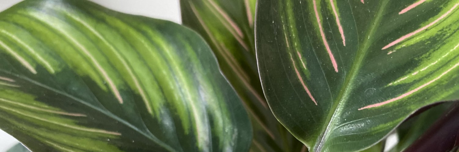 _amyhend's profile banner image