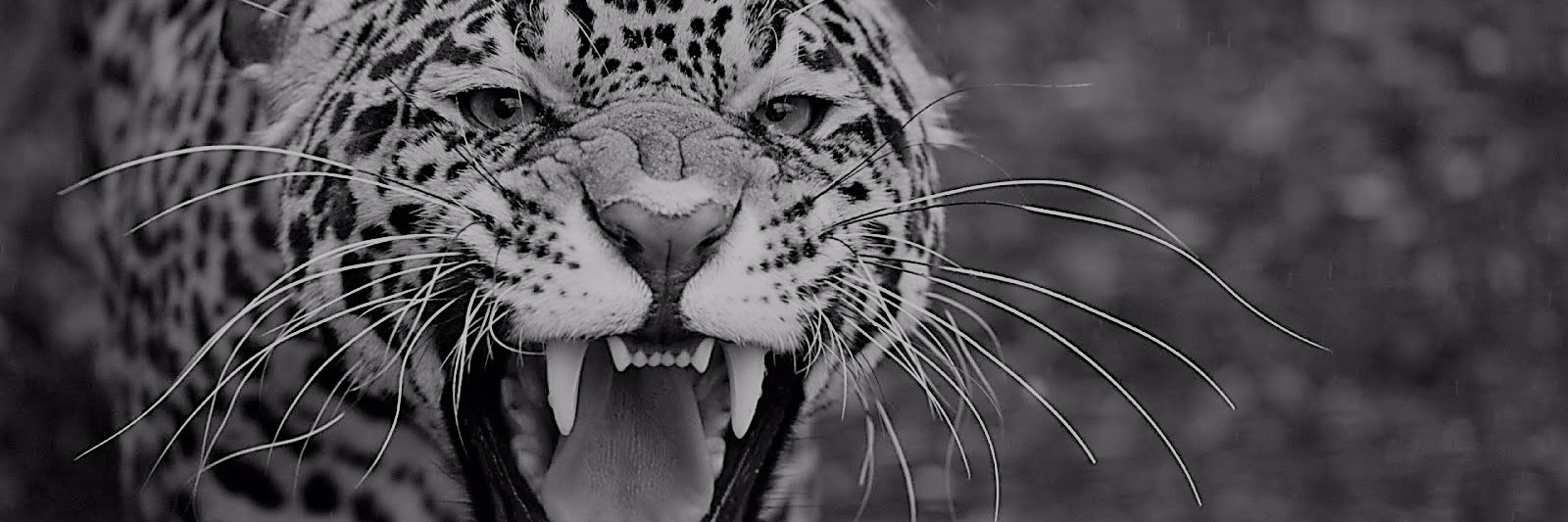 imranaydn1's profile banner image