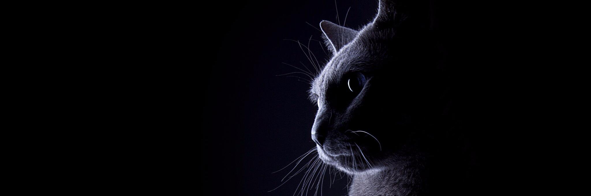 inesribeiro98's profile banner image