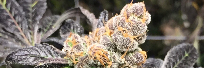 WeedforGood's profile banner image