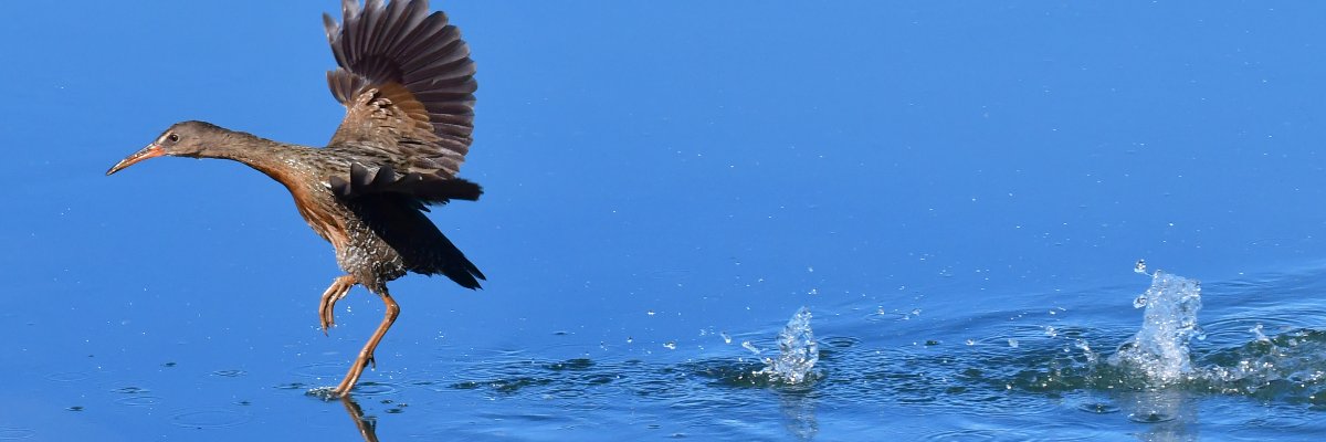 SDBirdFest's profile banner image