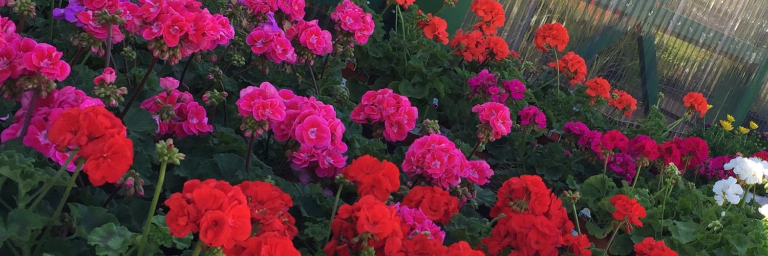 Courtney Heppell banner