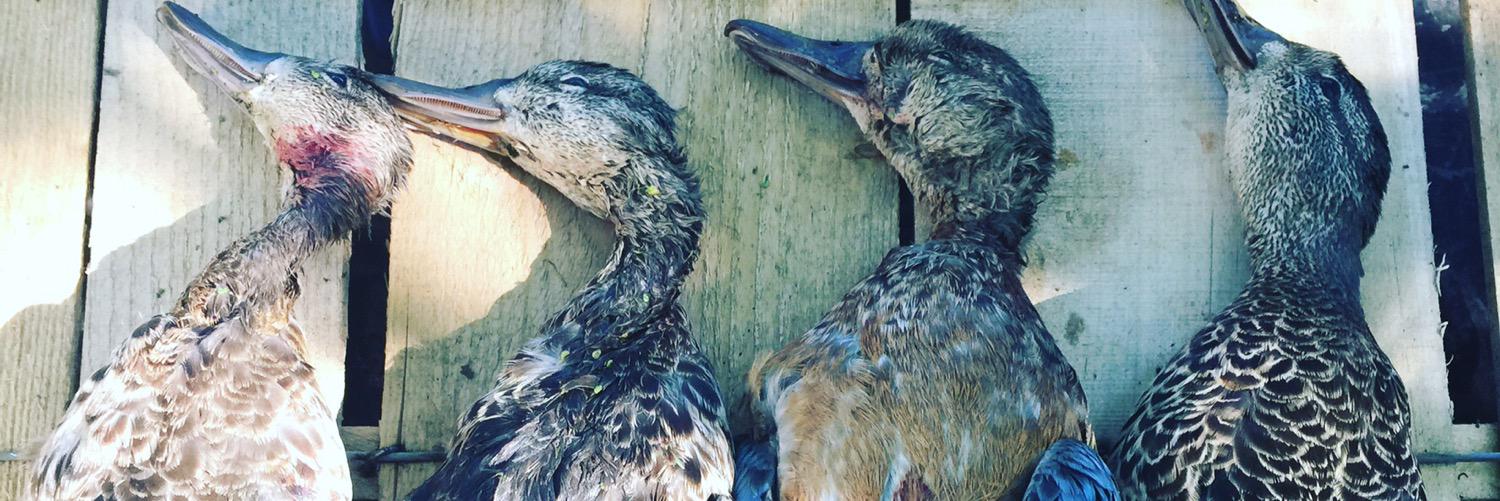 DuckHuntForever's profile banner image