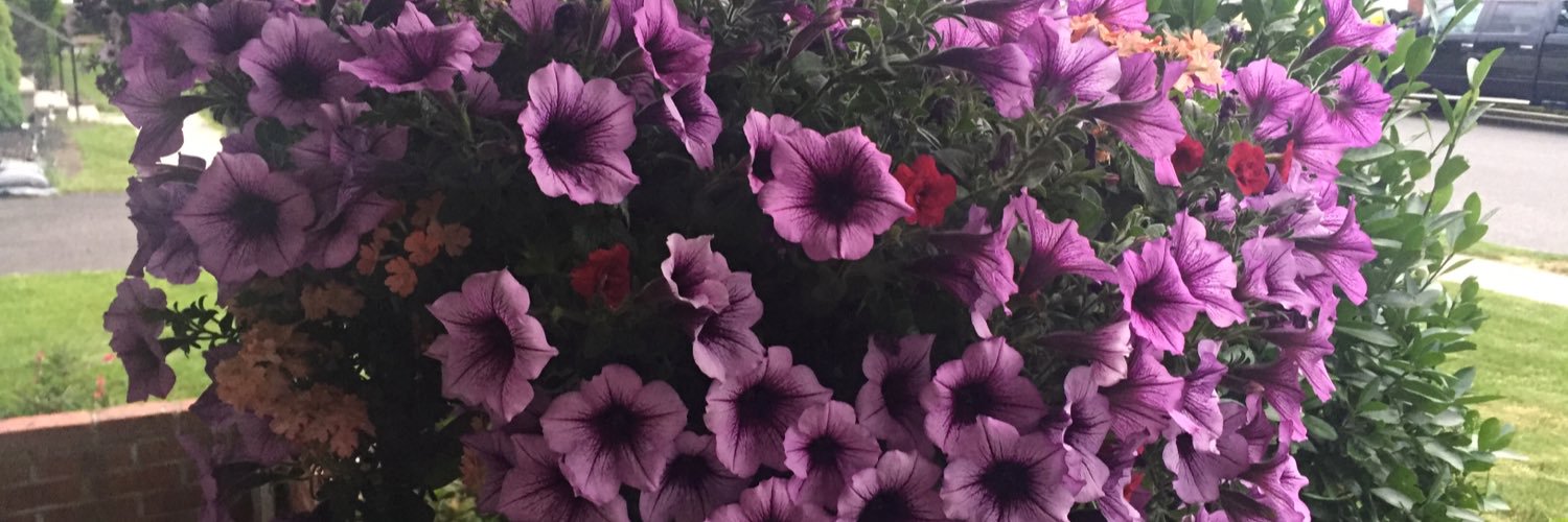 melissa_macfie's profile banner image