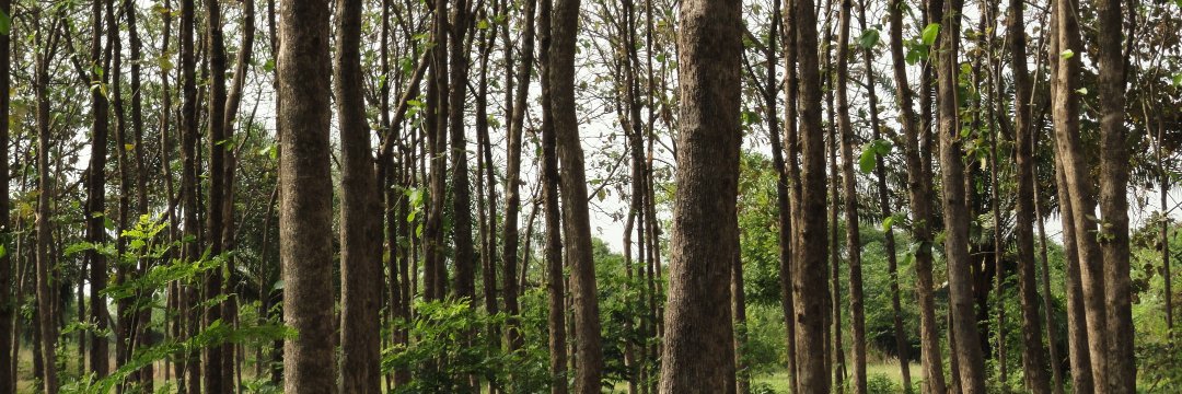 pgunapalan's profile banner image