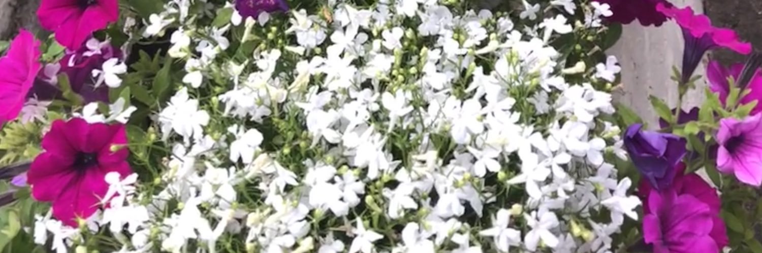 sashali44's profile banner image