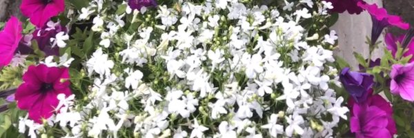 sashali44 Profile Banner
