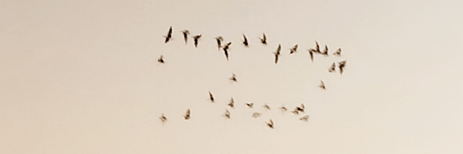 MacaAnasta's profile banner image