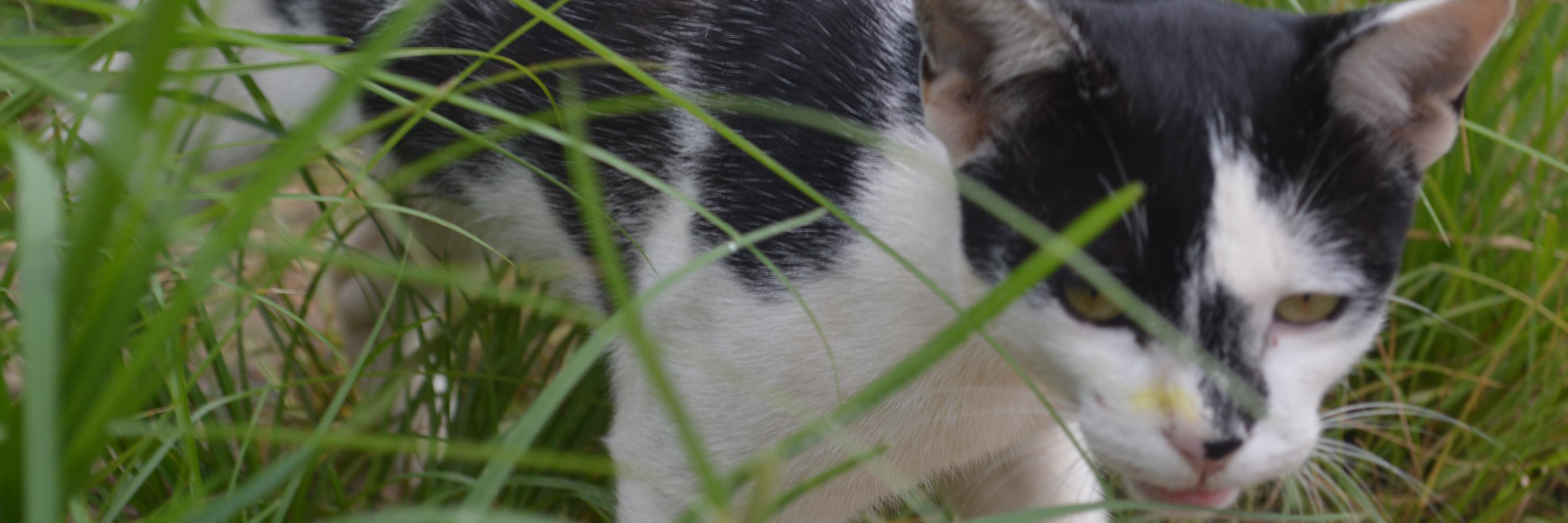 जवान बुढो™ ! banner