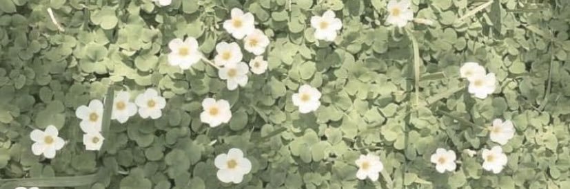 fairy__222's profile banner image