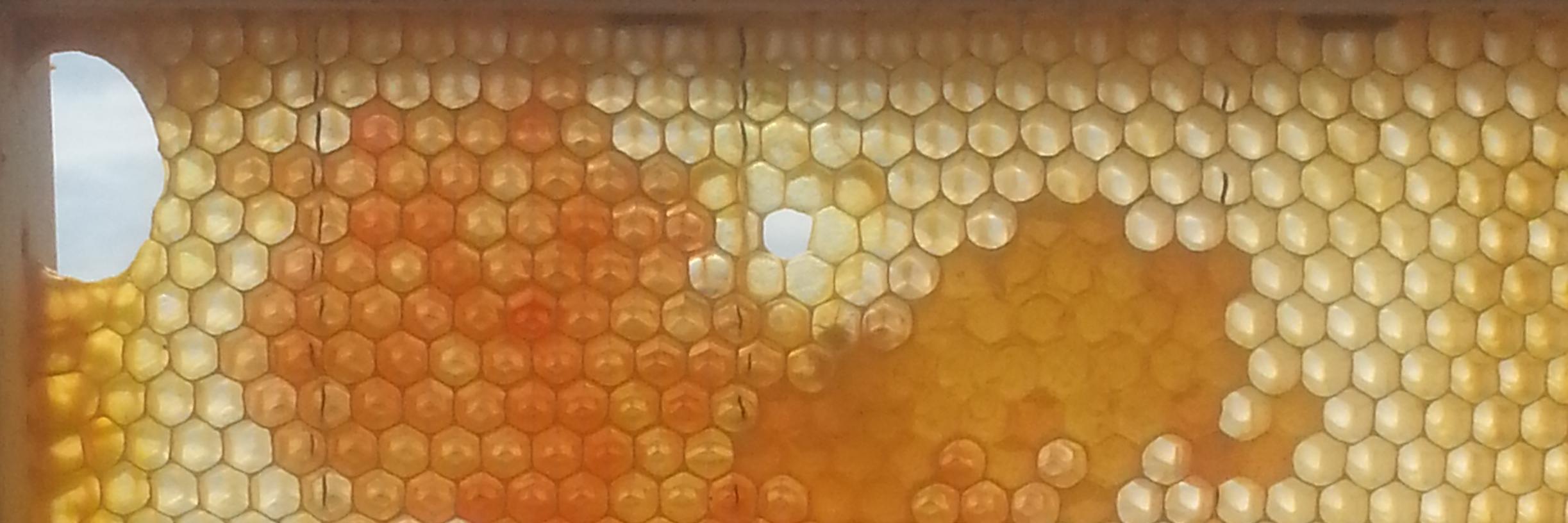 Brooke Talbot banner