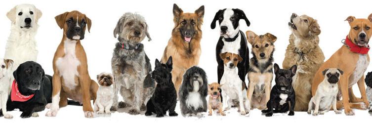 MyPeppyPooch's profile banner image