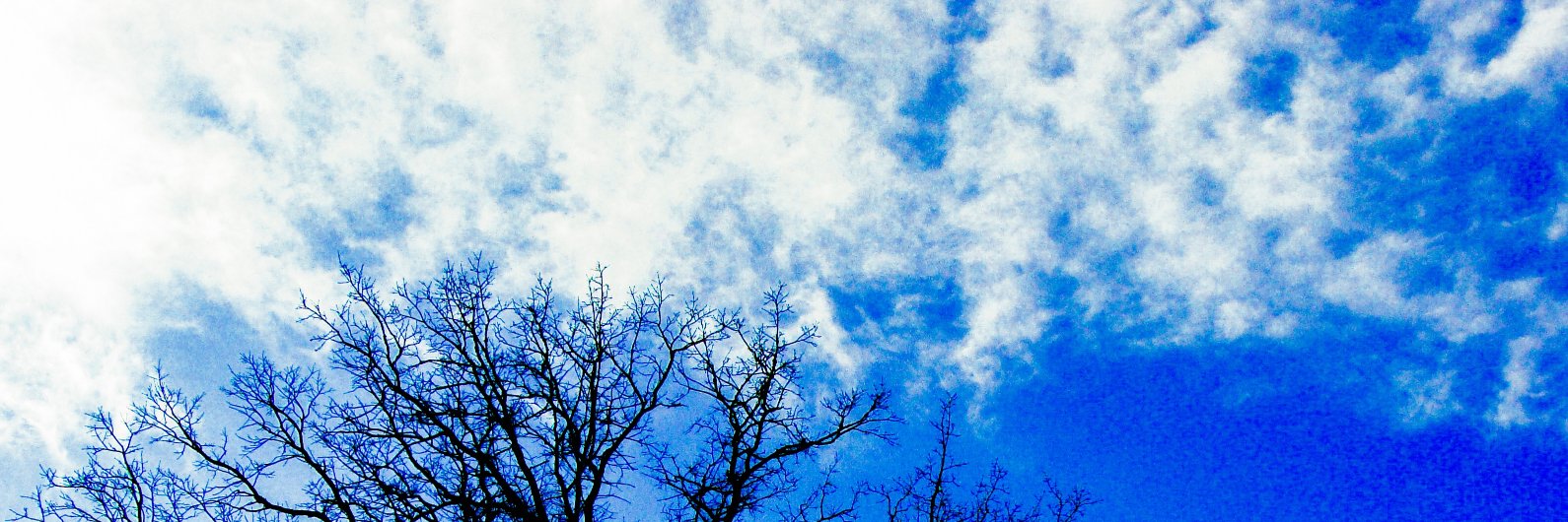 Quinn Yellow-son banner