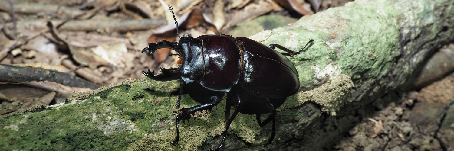 Lucanidae84's profile banner image
