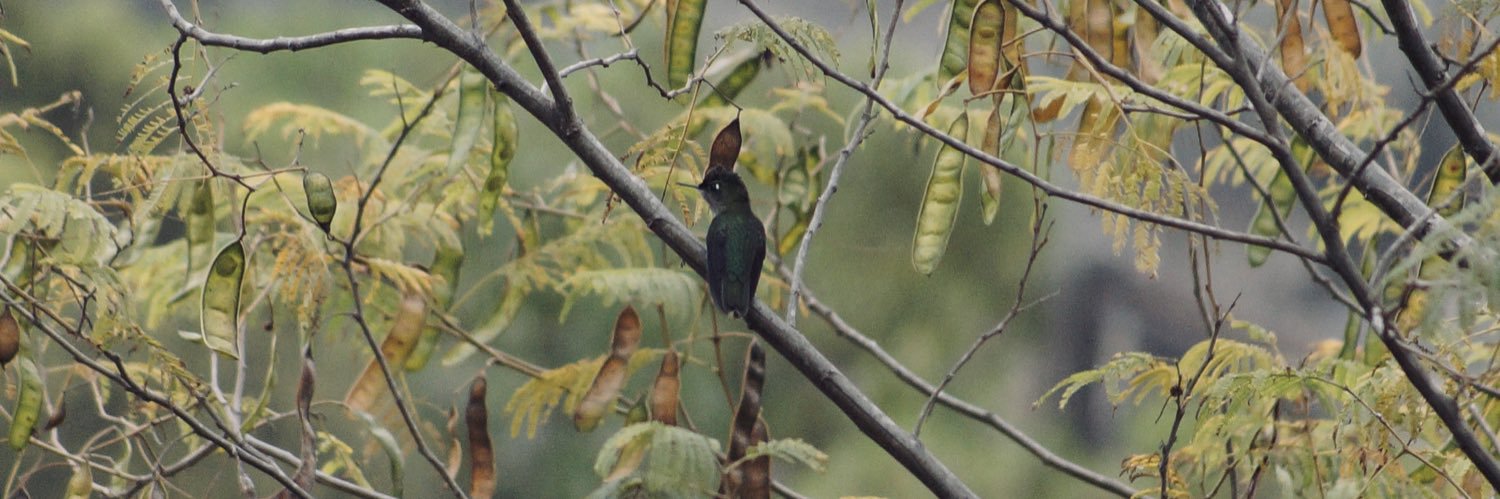 SebasYal's profile banner image