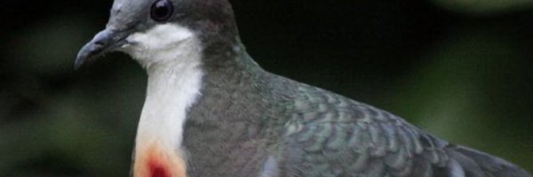 koalabk_ Profile Banner