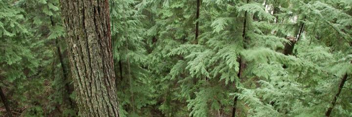 VanBigTrees's profile banner image