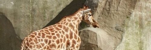 piteer_17's profile banner image