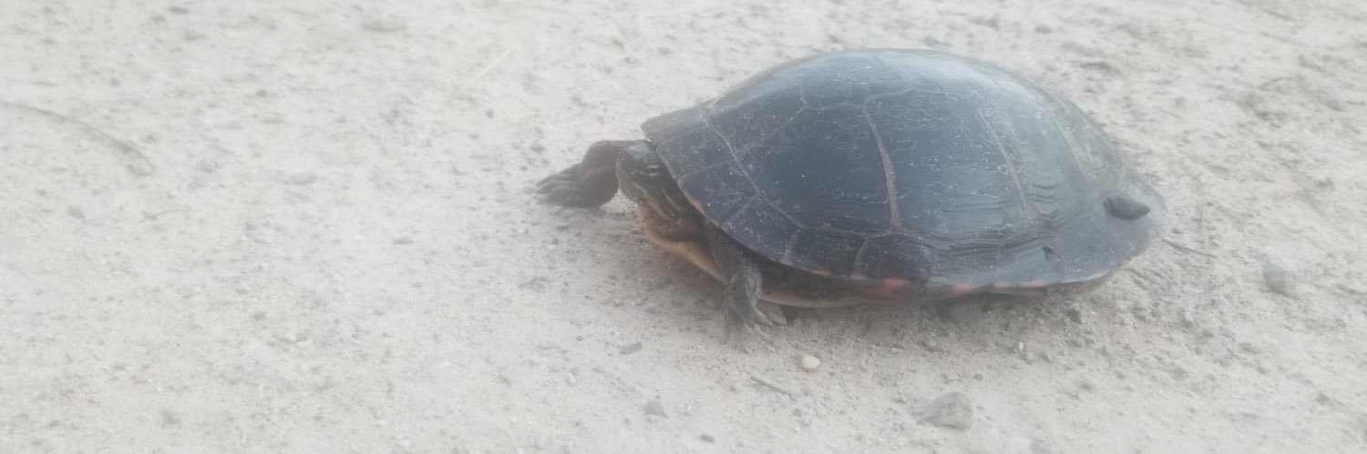 Turtle_man01's profile banner image