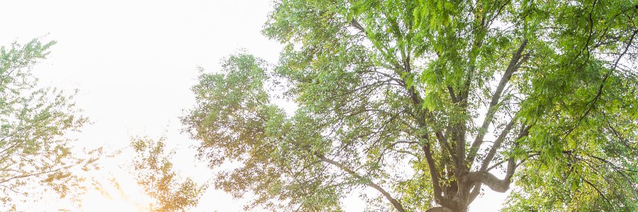 mtlouest's profile banner image
