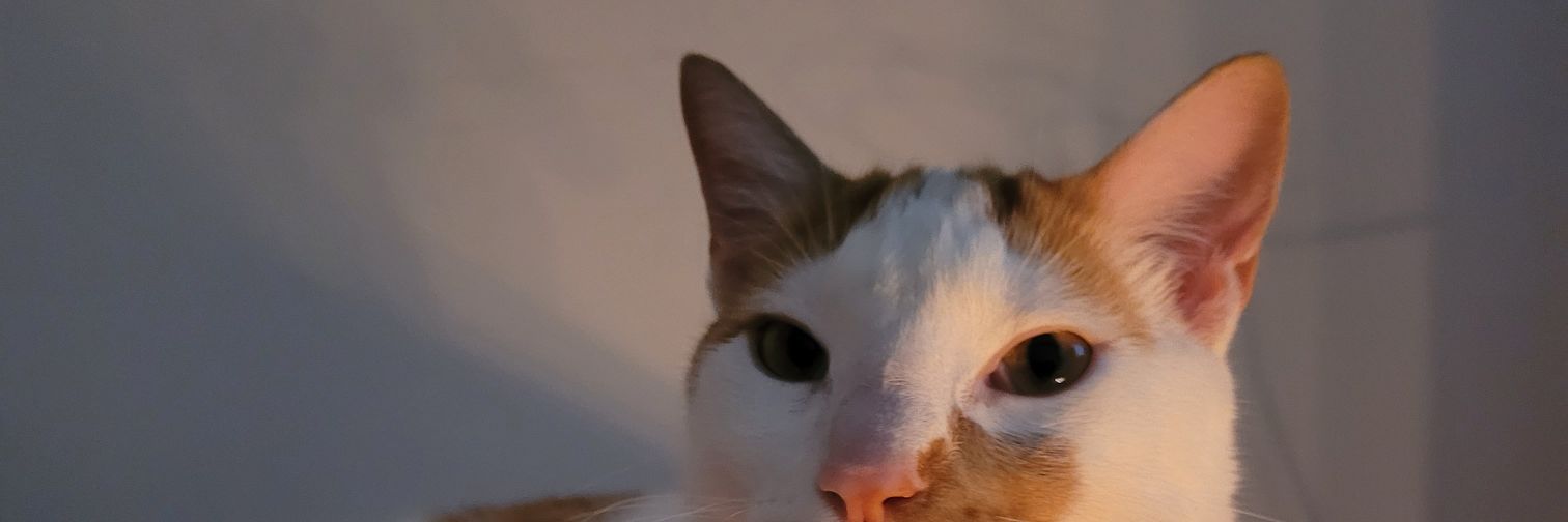 mapauub's profile banner image