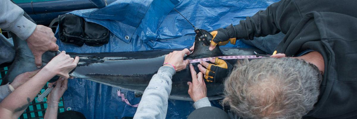 Pablo el mako banner