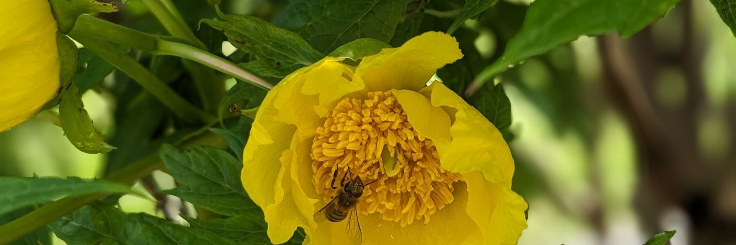 Revd Paula Challen banner