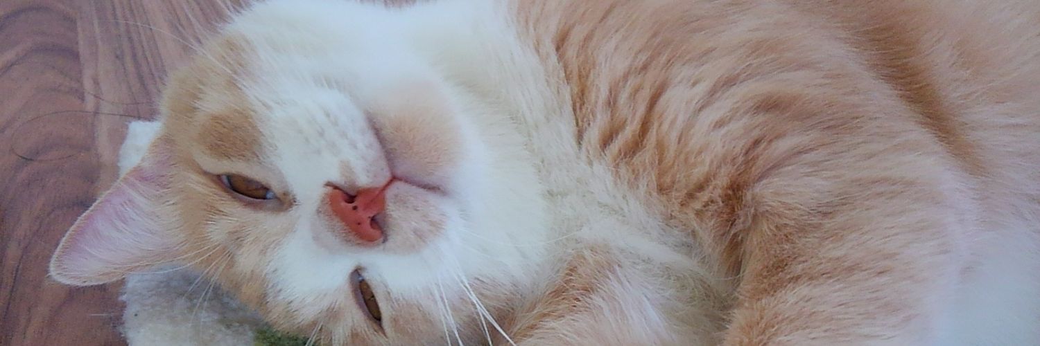 skwkna7's profile banner image