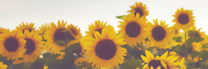 karlarrrincon's profile banner image