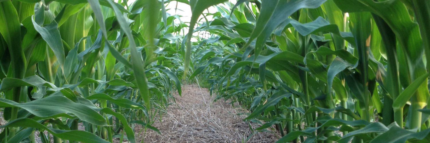 Russell Kavan banner