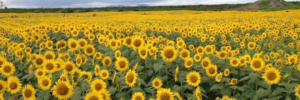 damedapapa's profile banner image